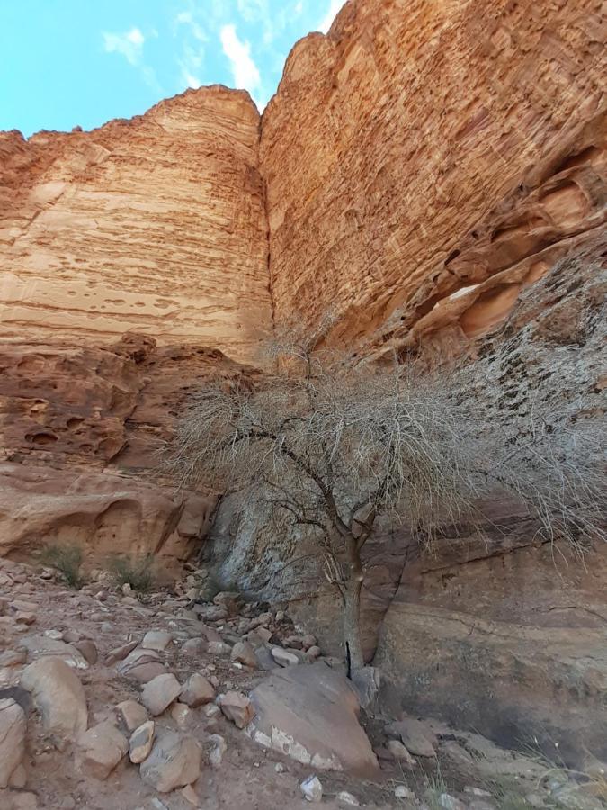 Wadi Rum Moon Light Camp Eksteriør bilde
